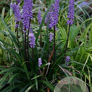 Liriope muscari 'Moneymaker' GM P9