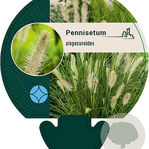 Pennisetum alopecuroides GM P9