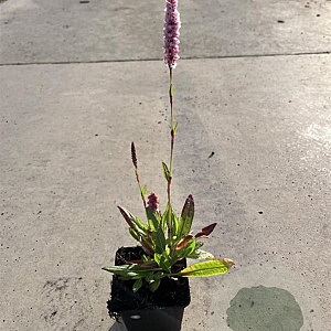 Persicaria aff. 'Superba' GM P9