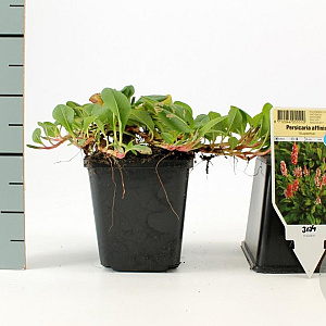 Persicaria aff. 'Superba' GM P9