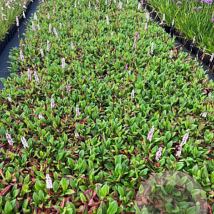 Persicaria aff. 'Superba' GM P9