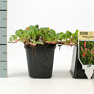 Persicaria aff. 'Superba' GM P9