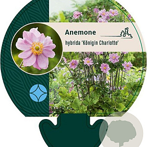 Anemone hyb. 'Königin Charlotte' GM P9