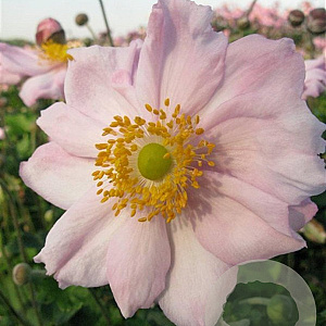Anemone hyb. 'Königin Charlotte' GM P9