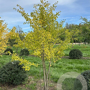 Ginkgo biloba 250-300 cm draadkluit meerstammig