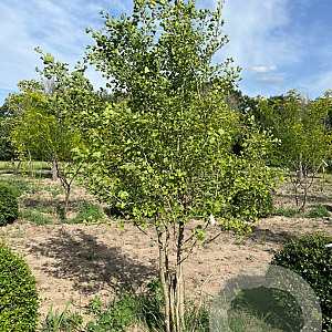 Ginkgo biloba 250-300 cm draadkluit meerstammig