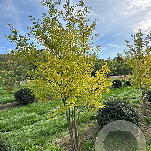 Ginkgo biloba 250-300 cm draadkluit meerstammig