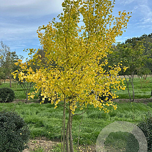 Ginkgo biloba 250-300 cm draadkluit meerstammig