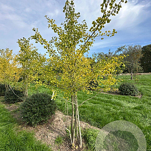 Ginkgo biloba 300-350 cm draadkluit meerstammig