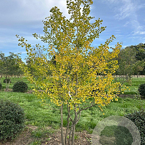 Ginkgo biloba 300-350 cm draadkluit meerstammig