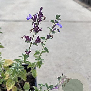 Nepeta faassenii 'Six Hills Giant' GM P9