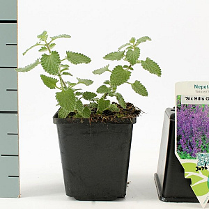 Nepeta faassenii 'Six Hills Giant' GM P9