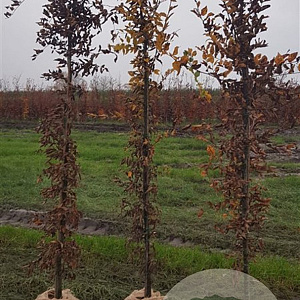 Carpinus betulus 175-200 cm met kluit geveerd met stok
