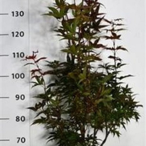 Acer pal. 'Twombly's Red Sentinel' 125-150 cm 20L