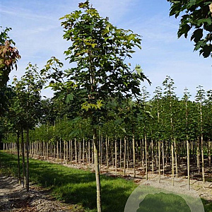 Acer pseudoplatanus 18-20 HO draadkluit