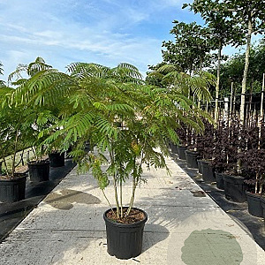 Albizia julibrissin 250-300 cm draadkluit meerstammig