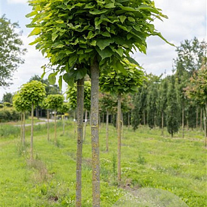 Catalpa bignonioides 'Nana' 12-14 cm draadkluit 225 cm stam Beveerd