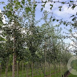 Crataegus monogyna 18-20 HO draadkluit