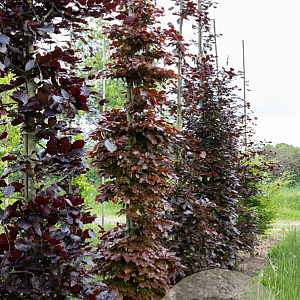 Fagus syl. 'Atropunicea' 12-14 cm draadkluit geveerd