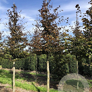 Fagus syl. 'Atropunicea' 25-30 HO draadkluit