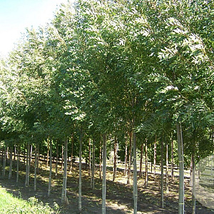 Fraxinus ang. 'Raywood' 14-16 HO draadkluit