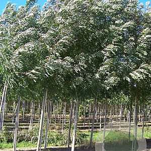 Fraxinus ang. 'Raywood' 14-16 HO draadkluit