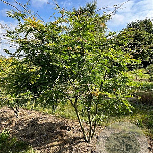 Gleditsia triac. 'Sunburst' 250-300 cm draadkluit meerstammig