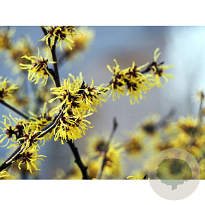 Hamamelis int. 'Arnold Promise' 175-200 cm draadkluit meerstammig