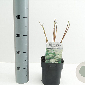 Hydrangea a. 'Annabelle' 30 cm 2,0L