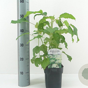 Hydrangea a. 'Annabelle' 30 cm 2,0L