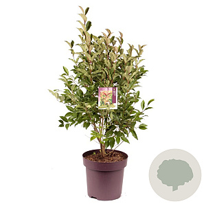 Ligustrum luc. Green Screen 80-90 cm 13L