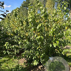 Lindera benzoin 200-250 cm draadkluit meerstammig