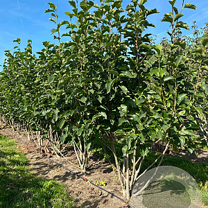 Magnolia soul. 'Superba' 250-300 cm draadkluit meerstammig