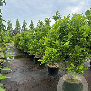 Magnolia 'Susan' 125-150 cm 20L
