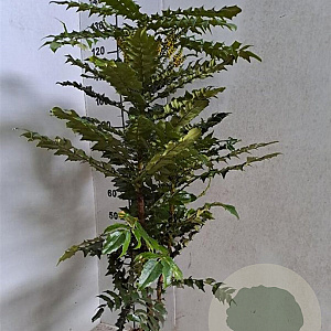Mahonia media 'Winter Sun' 80-100 cm met kluit
