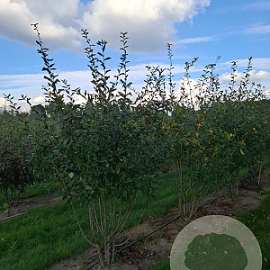 Mespilus germanica 175-200 cm draadkluit meerstammig