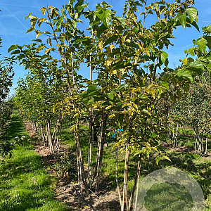 Morus alba 250-300 cm draadkluit meerstammig