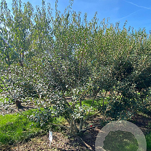 Osmanthus burkwoodii 175-200 cm draadkluit meerstammig