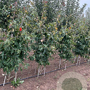 Parrotia persica 175-200 cm draadkluit meerstammig
