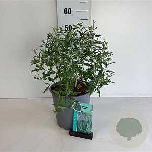 Perovskia 'Blue Spire' 50-60 cm 6,5L