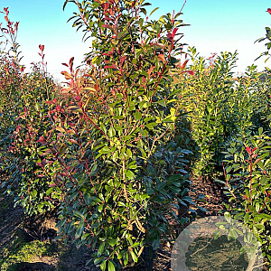 Photinia fraseri 'Red Robin' 150-175 cm met kluit