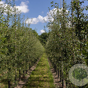 Pyrus communis 10-12 HO draadkluit