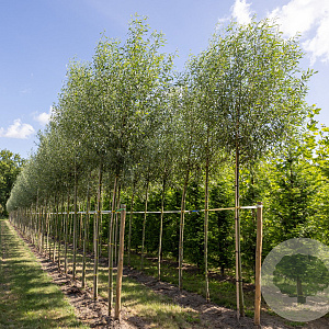 Salix alba 'Belders' 14-16 cm draadkluit 225 cm stam Knotvorm