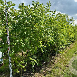 Tetradium daniellii 200-250 cm draadkluit meerstammig