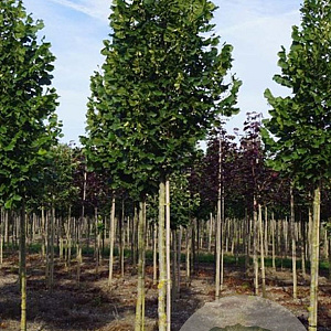 Tilia plat. 'Rubra' 14-16 HO draadkluit