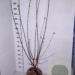 Viburnum bodn. 'Dawn' 100-125 cm met kluit