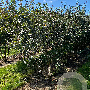 Viburnum carlcephalum 175-200 cm draadkluit meerstammig