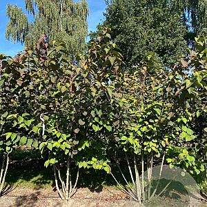 Viburnum plic. 'Tennessee' 175-200 cm draadkluit meerstammig