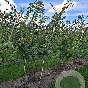 Zelkova serrata 175-200 cm draadkluit meerstammig