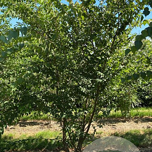 Zelkova serrata 200-250 cm draadkluit meerstammig
